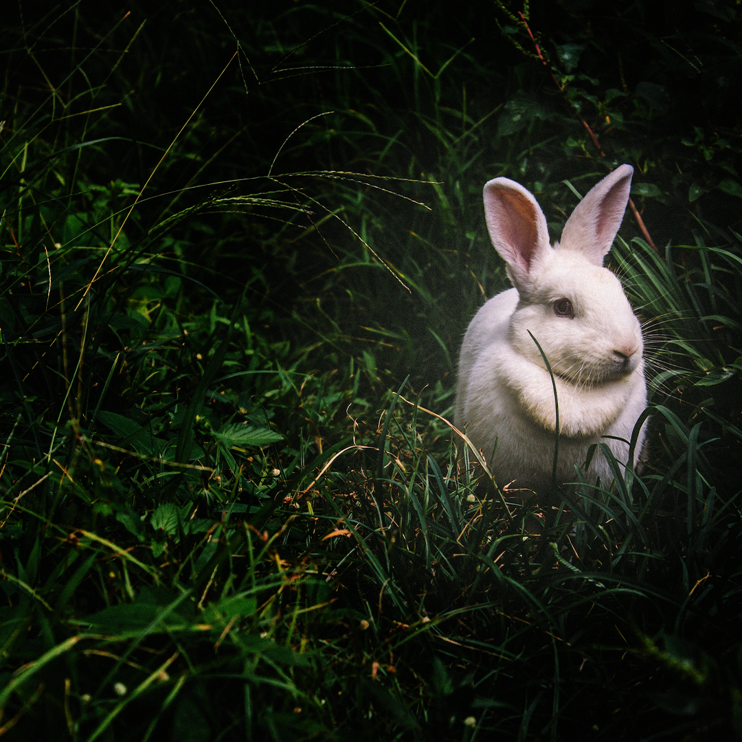 easter