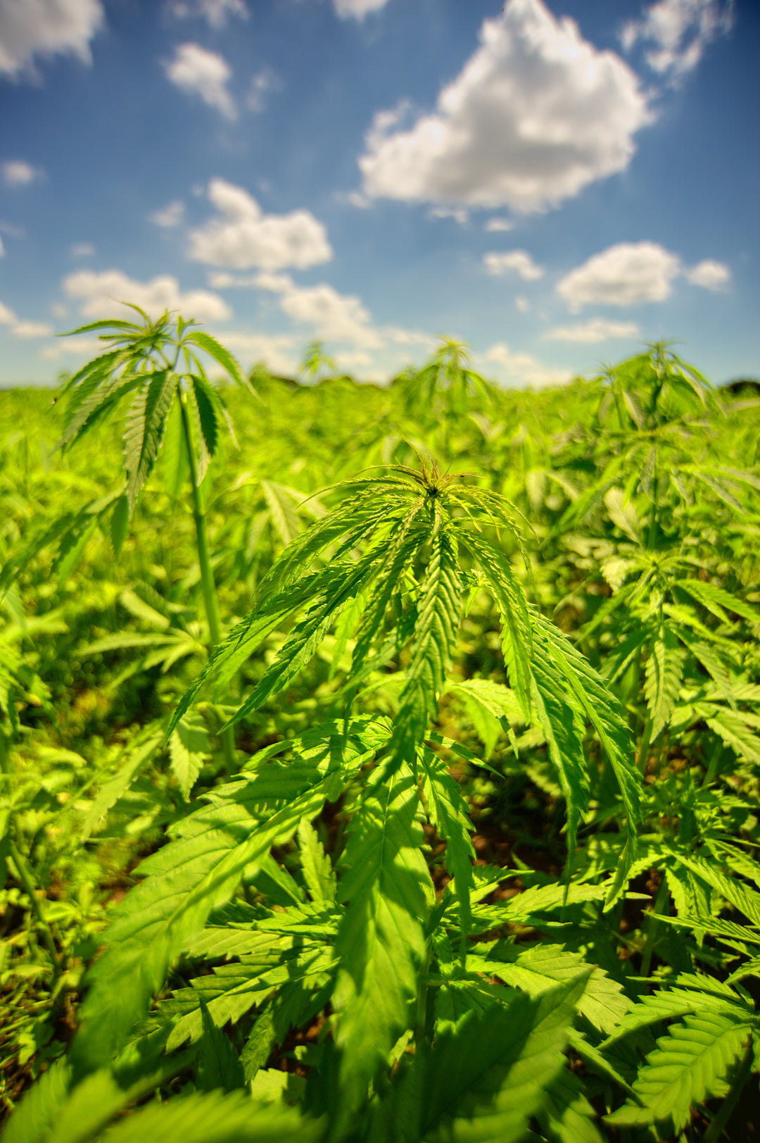 Hemp: The Environmental Wonder Plant