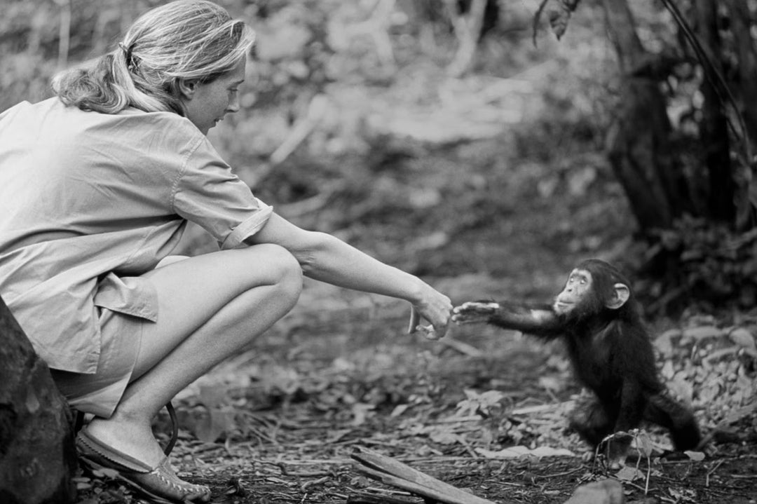Remembering Jane Goodall: A Life of Empathy, Science, and Hope