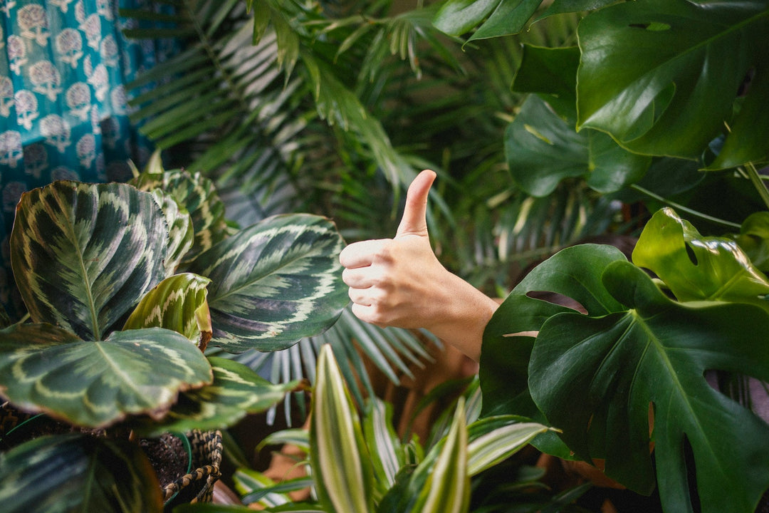 Upcycled Planters 101: Turn Everyday Packaging into a Thriving Urban Jungle