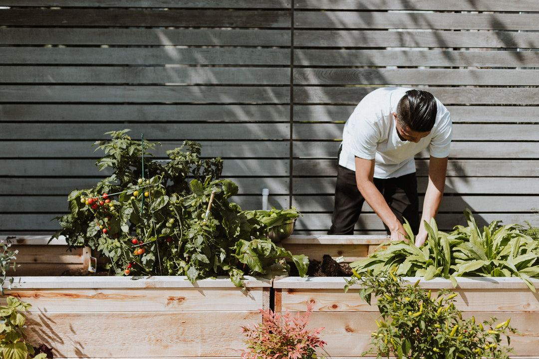 November Gardening: Fall Eco-Friendly Practices for Greener Landscapes