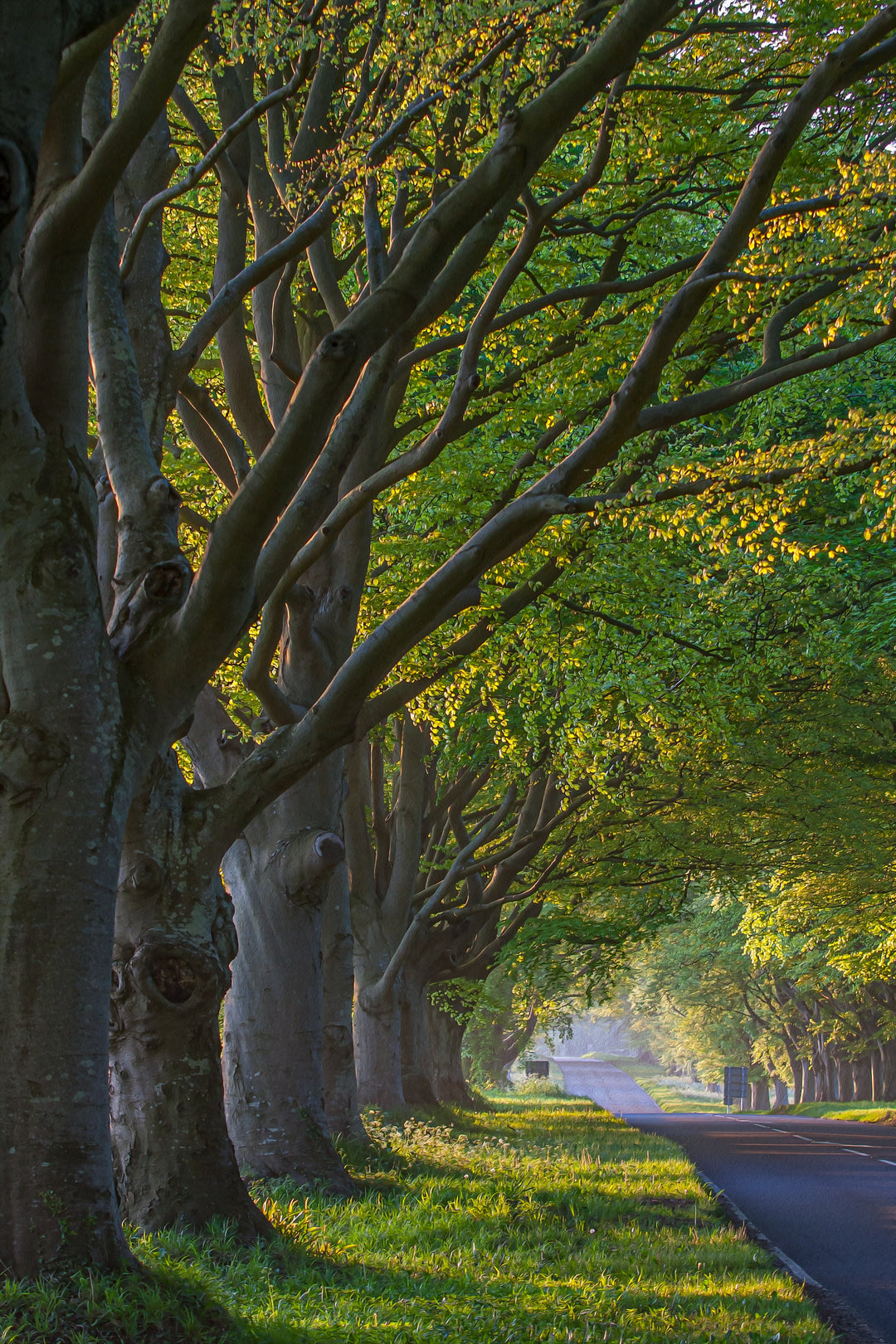 Arbor Day: A Tree per Year!