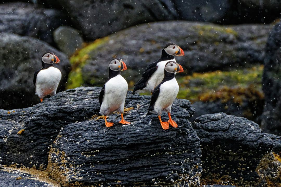 500 Bird Species Could Disappear by 2125: A Chilling New Study