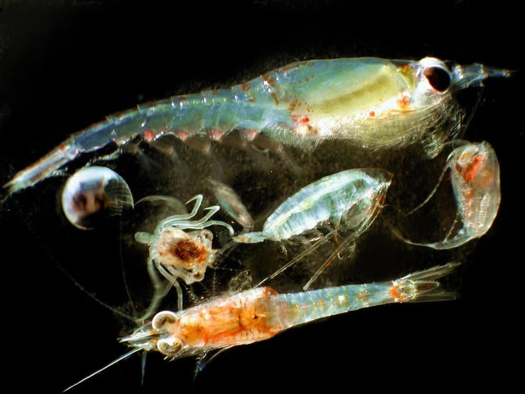 Tiny Ocean Creatures Play Massive Role in Fighting Climate Change