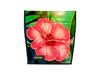 extraflap M publicity banner pink flower